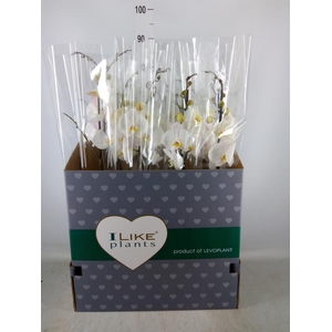 Phalaenopsis   ...white