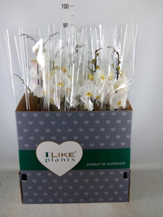 <h4>Phalaenopsis   ...white</h4>