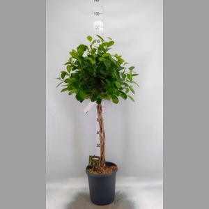 Ficus microcarpa 'Moclame'