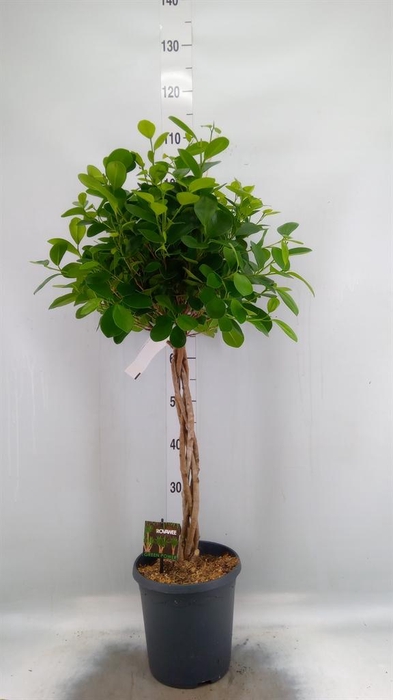 <h4>Ficus microcarpa 'Moclame'</h4>