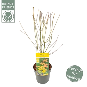 Acer palmatum Orange Dream