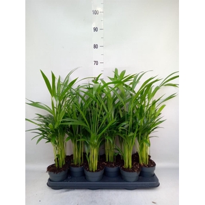 Dypsis lutescens   ...Chrysalidoca