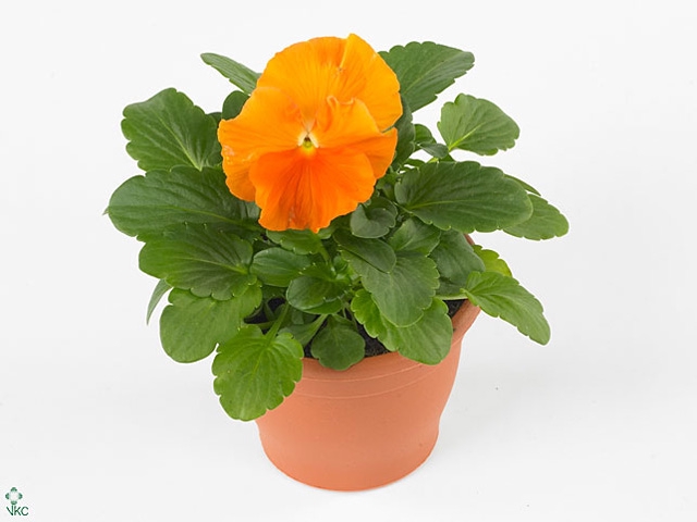 Viola grootbloemig oranje