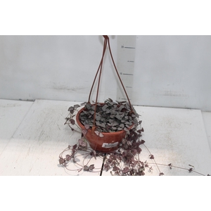 CEROPEGIA WOODII C18