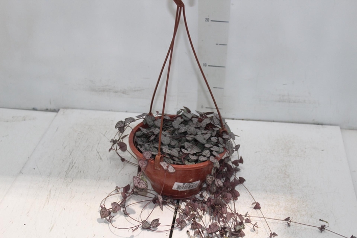 <h4>CEROPEGIA WOODII C18</h4>