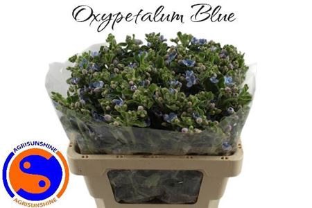 <h4>Oxy Co Tan Pure Blu</h4>