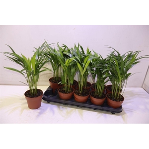 arr8 Dypsis Lutescens