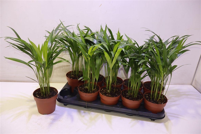 <h4>arr8 Dypsis Lutescens</h4>