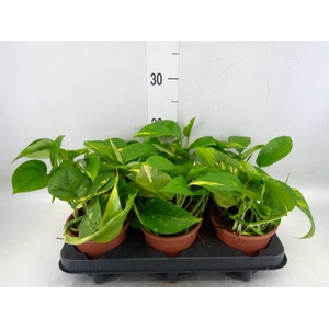 Epipremnum pinn. 'Aureum'