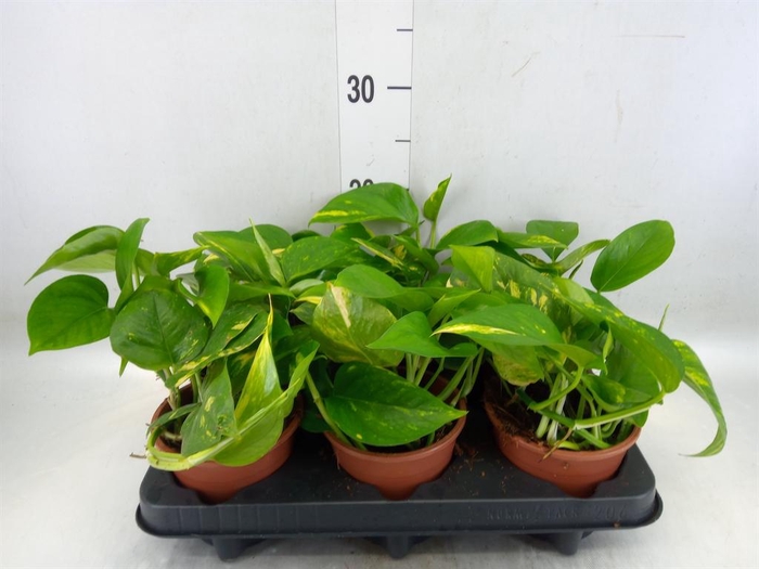 <h4>Epipremnum pinn. 'Aureum'</h4>