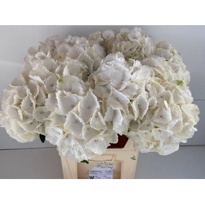 HYDR M ROYAL PRINCES