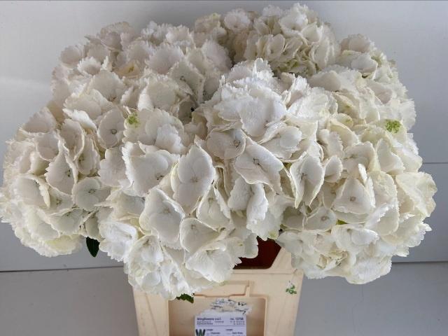 <h4>HYDR M ROYAL PRINCES</h4>