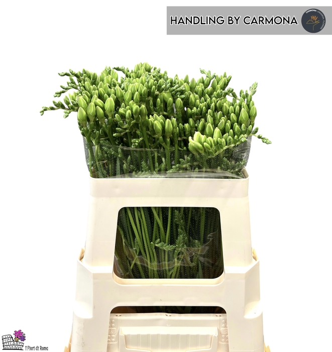 <h4>FR DU VERSAILLES</h4>