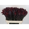 Leucadendron Saf Sunset Dark R.