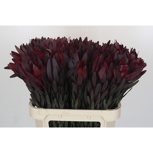 Leucadendron Saf Sunset Dark R.