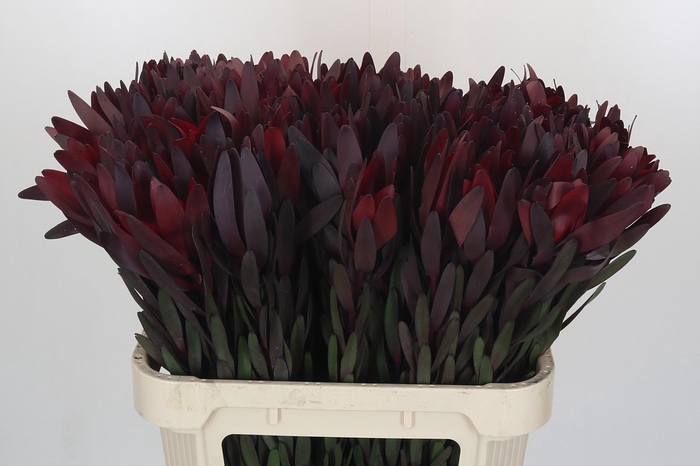 <h4>Leucadendron Saf Sunset Dark R.</h4>