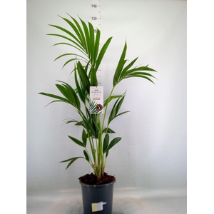Howea forsteriana