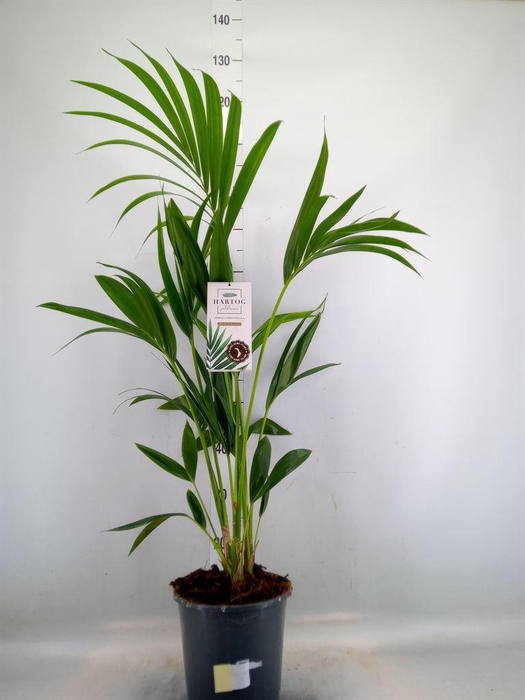 <h4>Howea forsteriana</h4>