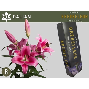 LI OT DALIAN 3pit QUALITY BOX