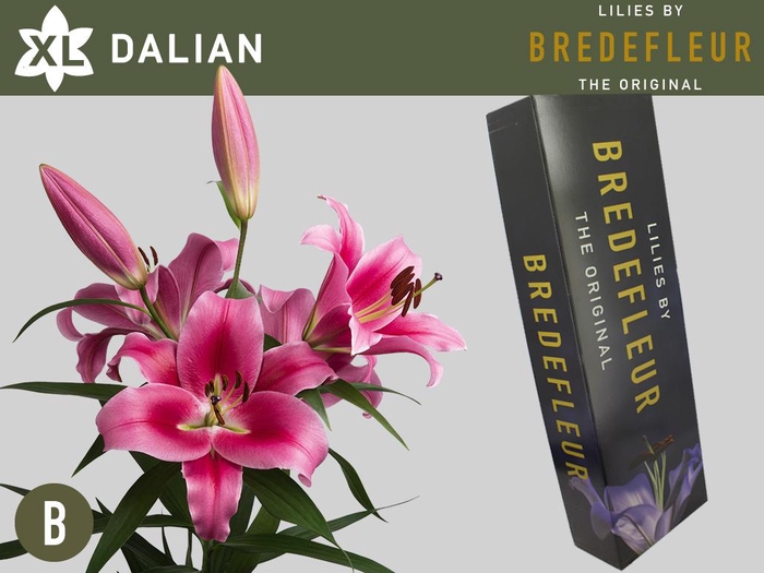 <h4>LI OT DALIAN 3pit QUALITY BOX</h4>