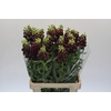 Fritillaria Persica