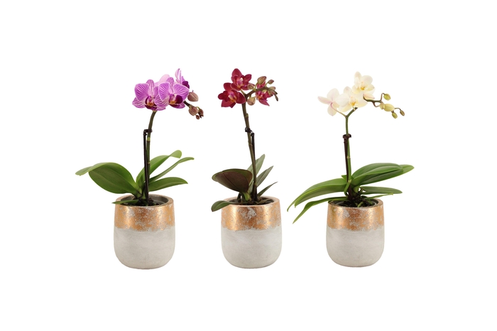 <h4>George Tiny Dolls Mix 1T7+ Aqu@</h4>