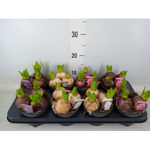 Hyacinthus orie. 'Pearl'  ...mix  3