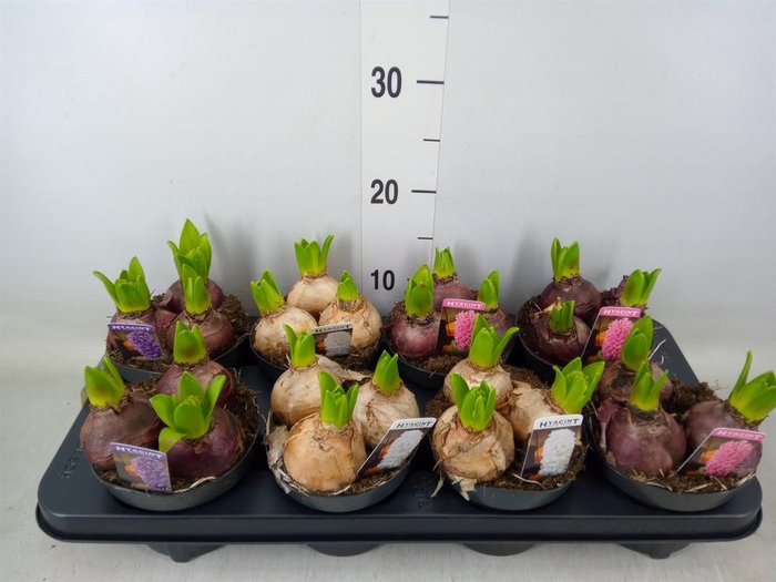 <h4>Hyacinthus orie. 'Pearl'  ...mix  3</h4>