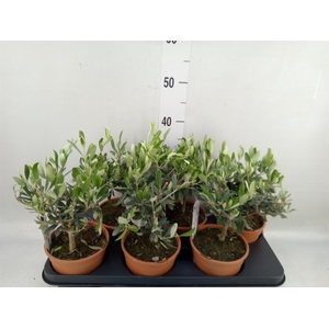 Olea europaea