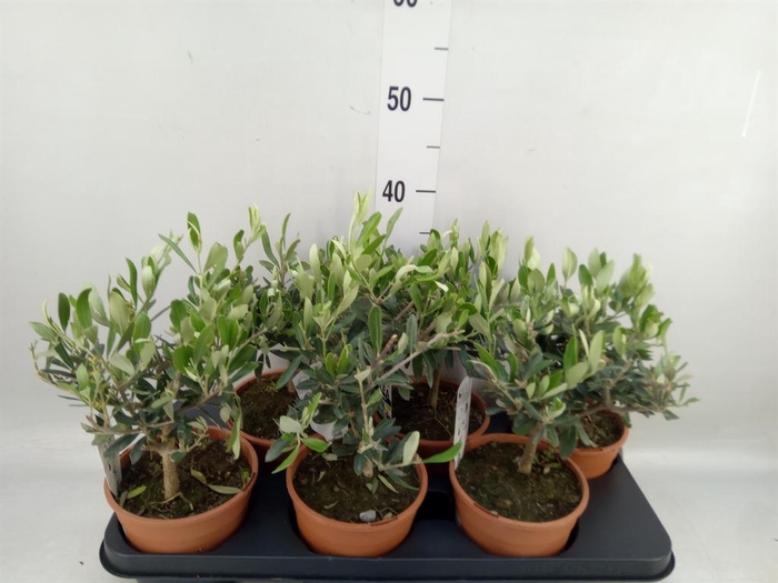 <h4>Olea europaea</h4>