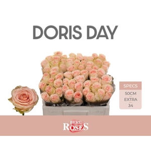 Rozen R GR Doris Day 34
