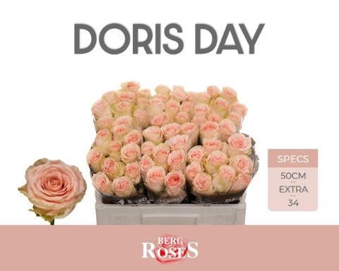 <h4>Rozen R GR Doris Day 34</h4>