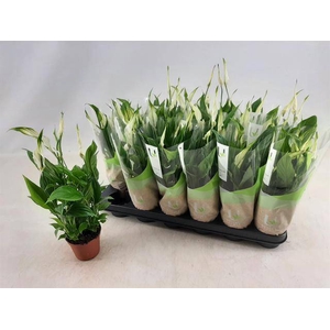 Spathiphyllum Chopin 9Ø 30cm 5fl