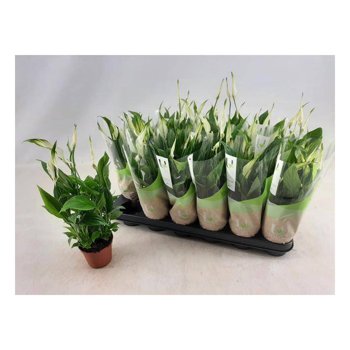 <h4>Spathiphyllum Chopin 9Ø 30cm 5fl</h4>