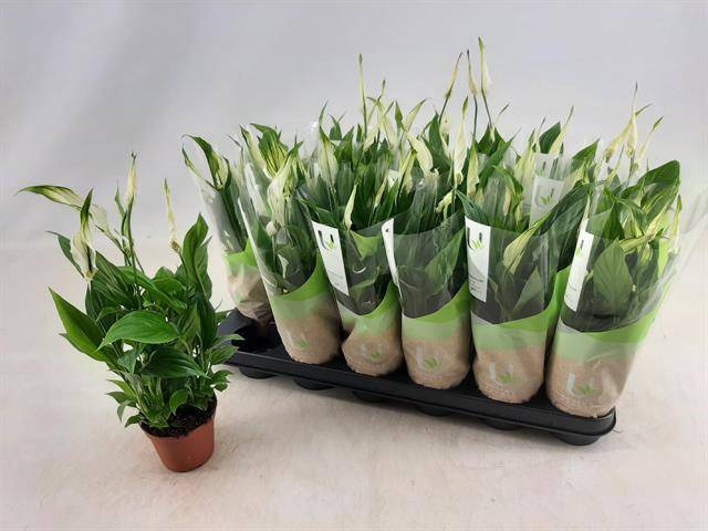 Spathiphyllum Chopin 9Ø 30cm 5fl