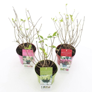 Hydrangea pan. Garden Lights® MIX C2 (17cm.)