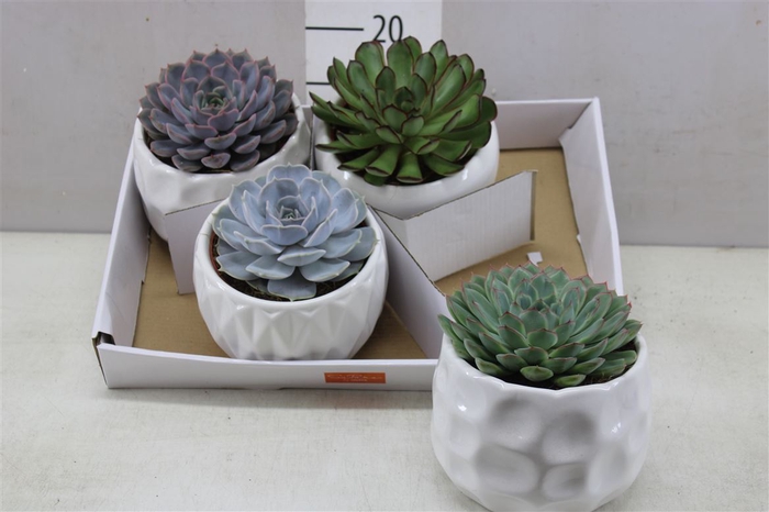 <h4>Echeveria Gemengd In Paros</h4>