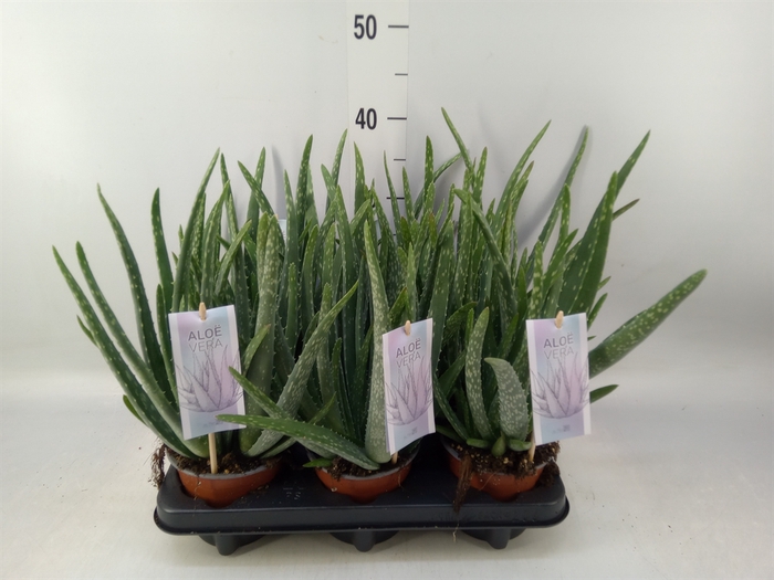 <h4>Aloe vera</h4>