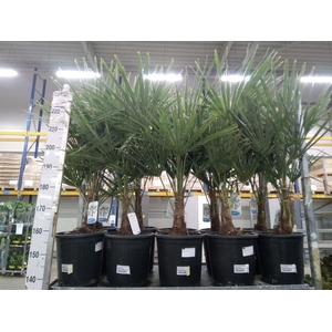 Trachycarpus fortunei