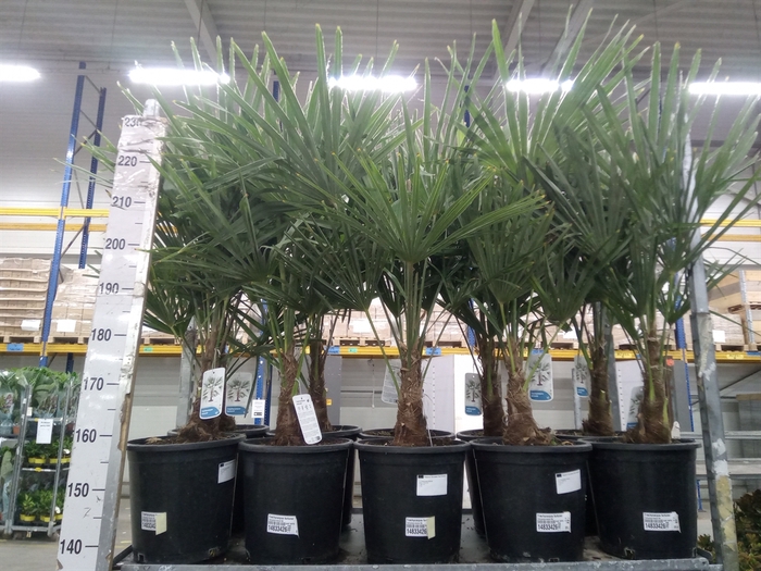 <h4>Trachycarpus fortunei</h4>