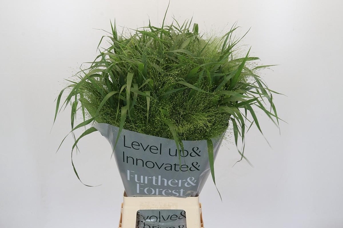 <h4>Panicum Fountain</h4>