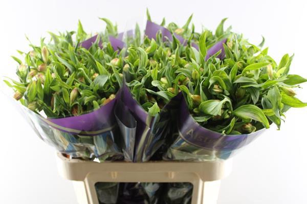 <h4>Alstr Bali (geel)xx</h4>