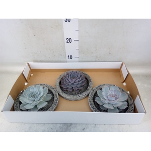 Arr.  Succulents L%