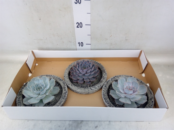<h4>Arr.  Succulents L%</h4>