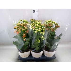 Kalanchoe   ...