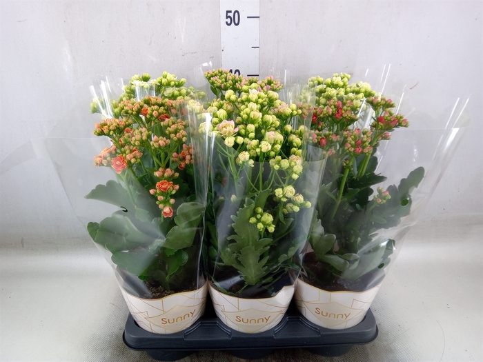 <h4>Kalanchoe   ...</h4>