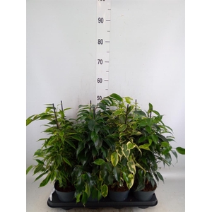 Ficus benja.   ...mix