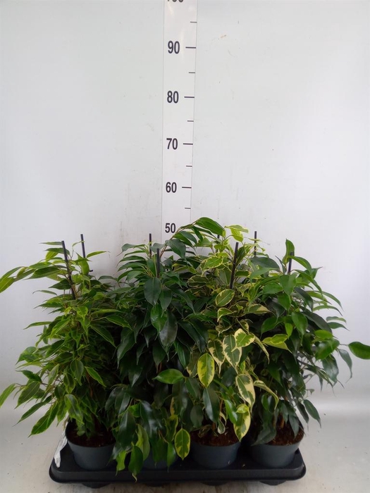 <h4>Ficus benja.   ...mix</h4>