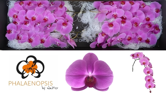 <h4>Phalaenopsis Happy Valentina Doos</h4>