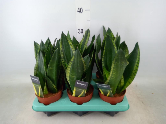 <h4>Sansevieria trifa. ...</h4>